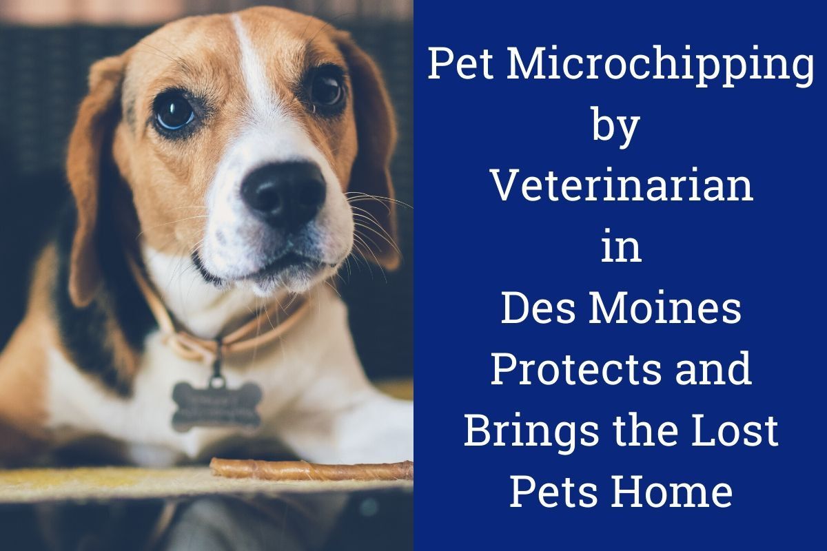 Pet Microchipping by Veterinarian in Des Moines Protects and Brings the Lost Pets Home