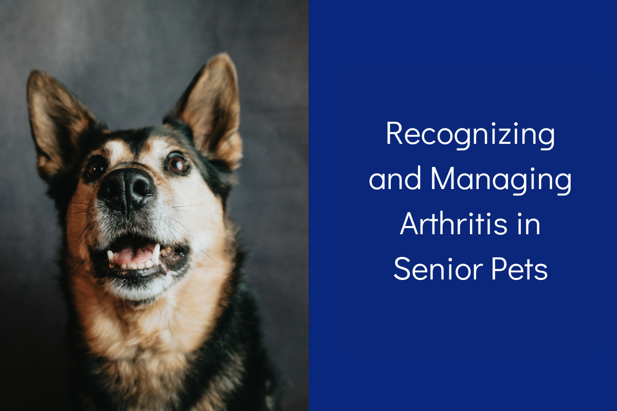 Recognizing and Managing Arthritis in Senior Pets