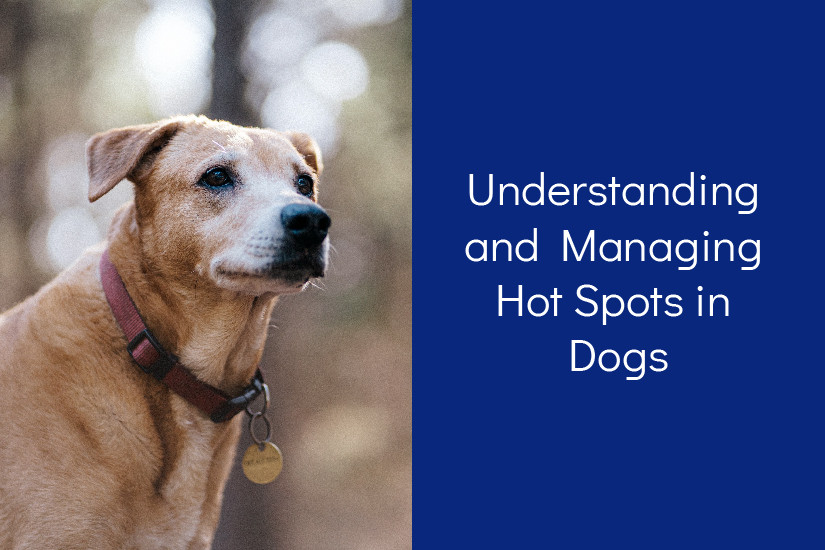 Understanding and Managing Hot Spots in Dogs