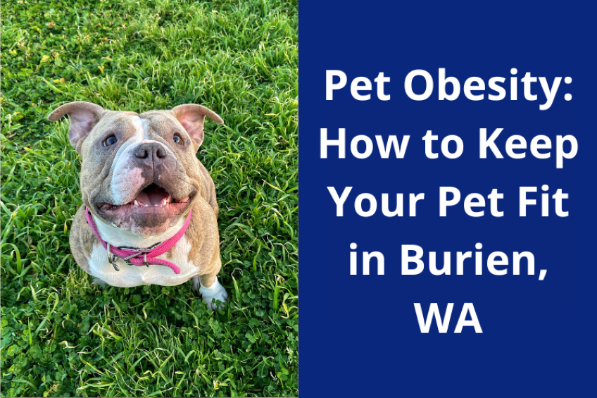 Pet Obesity: How to Keep Your Pet Fit in Burien, WA