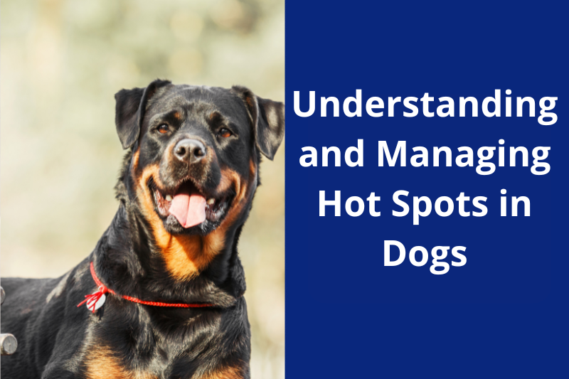 Understanding and Managing Hot Spots in Dogs