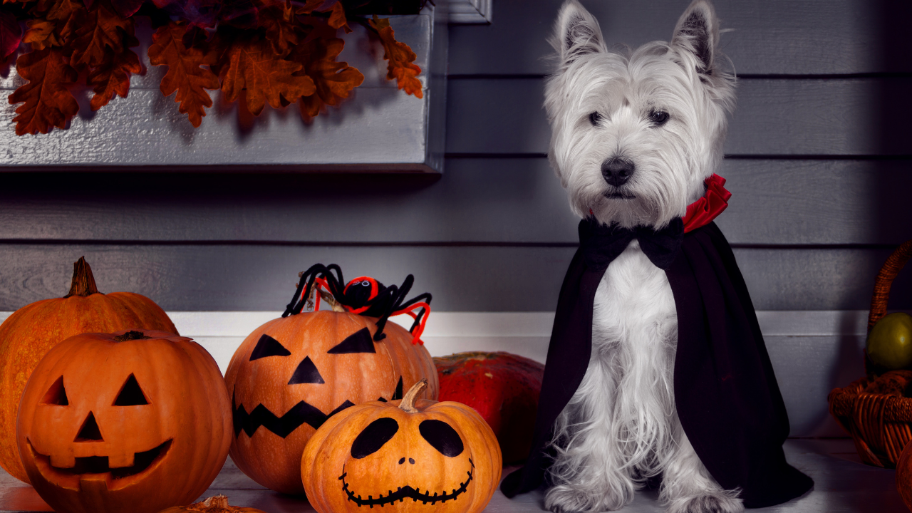 How to Calm Anxious Pets During Halloween Festivities