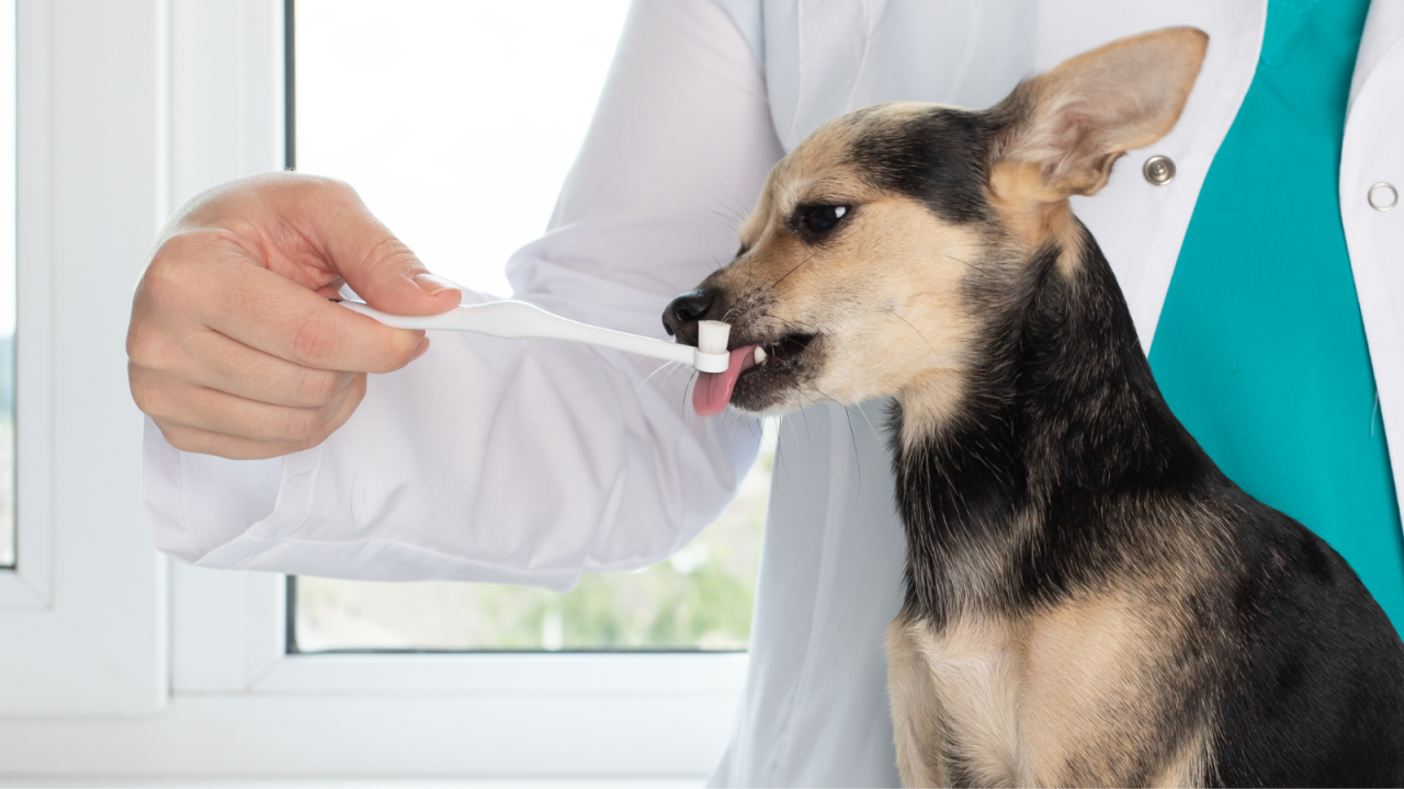 February is Pet Dental Health Month: Keep Your Pet’s Smile Healthy