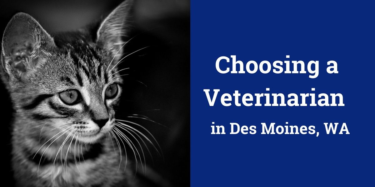 Choosing-a-Veterinarian-in-Des-Moines-WA