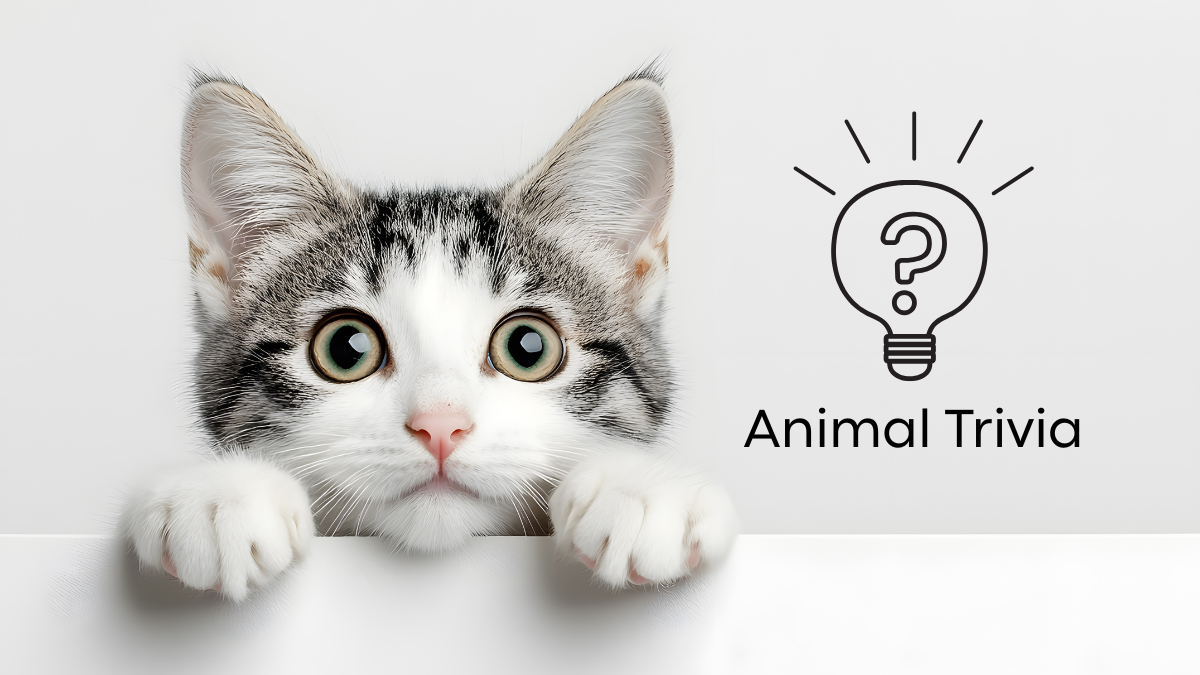 Vet Near Me Quiz – Are You Smarter Than a 5th Grader? Pet Edition | Burien Veterinary Hospital