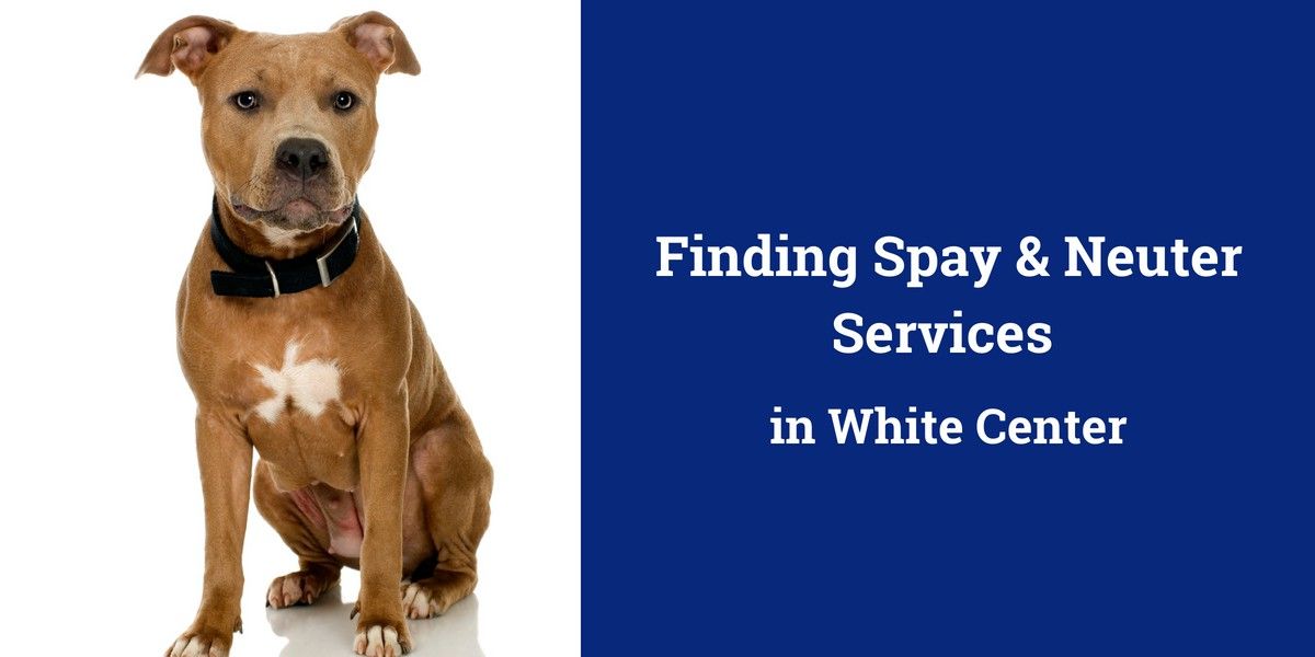 Finding Spay & Neuter Services in White Center