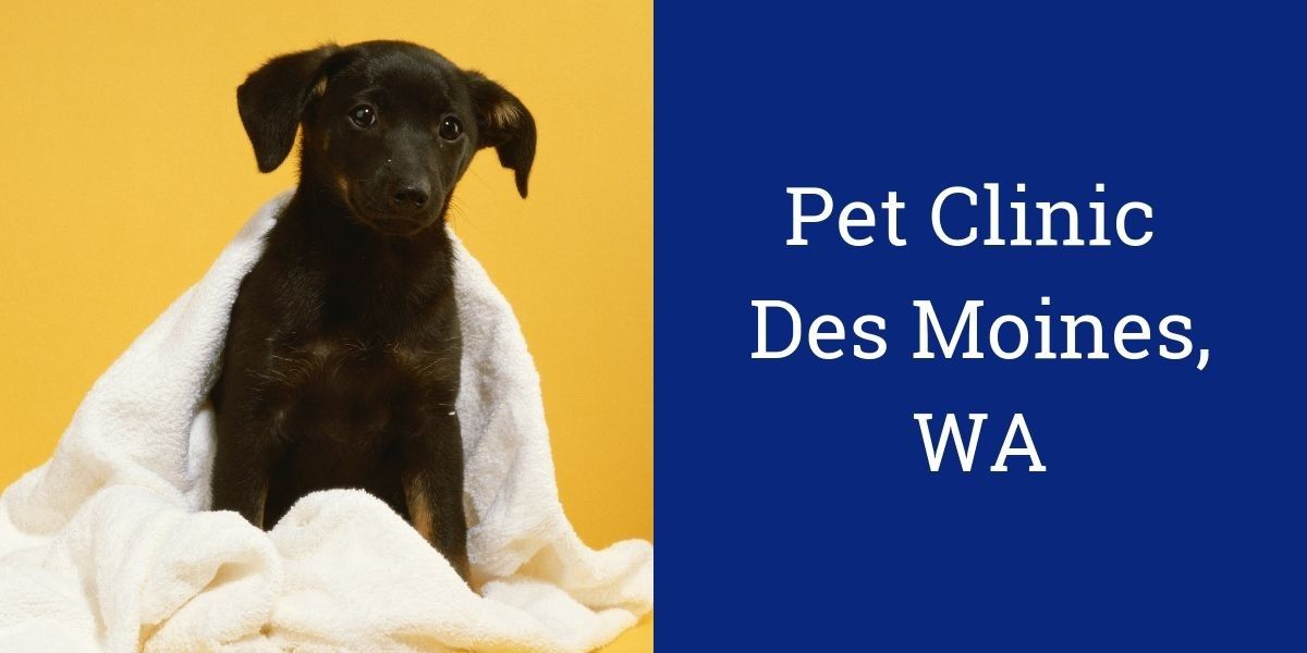 Pet Clinic Des Moines, WA
