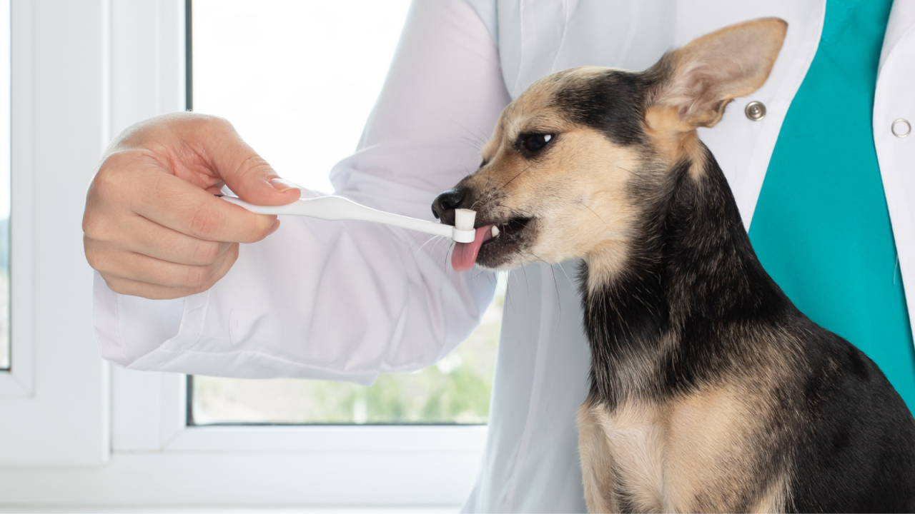 Small dog being brushed with a toothbrush by a person in a lab coat.