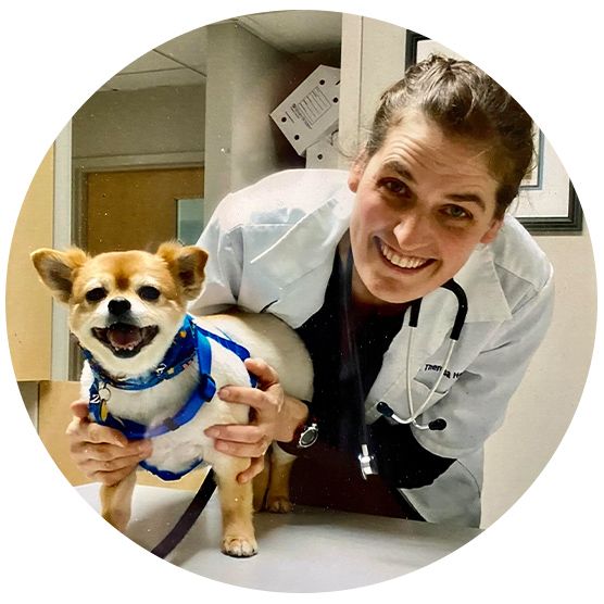 Smiling veterinarian with stethoscope holds a small dog wearing a blue harness on an exam table.