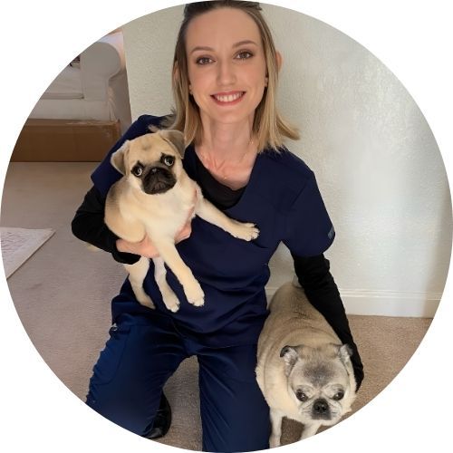 Smiling person in blue scrubs holding a small pug, with another pug sitting beside them.