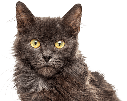 Fluffy gray cat with bright yellow eyes and a focused expression.