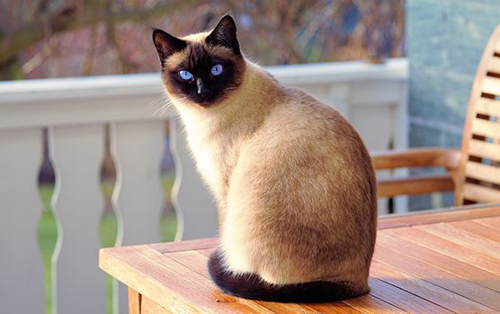Siamese cat with striking blue eyes sitting on a wooden table outdoors.