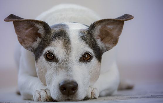 A dog with a white and black coat lies on the floor, ears perked up and looking directly at the camera.