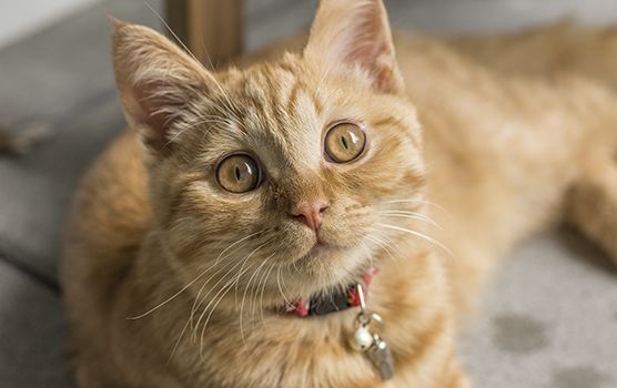 Ginger cat with wide eyes and a collar with a tag, lying down and looking directly at the camera.