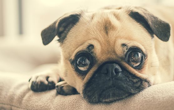 A pug lies down, gazing up with large, soulful eyes and slightly wrinkled forehead.