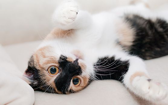 A playful calico cat lies on its back, paws up, with wide eyes and a relaxed expression.