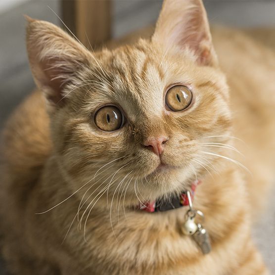 Ginger tabby cat with large golden eyes, wearing a collar with a bell, staring inquisitively.