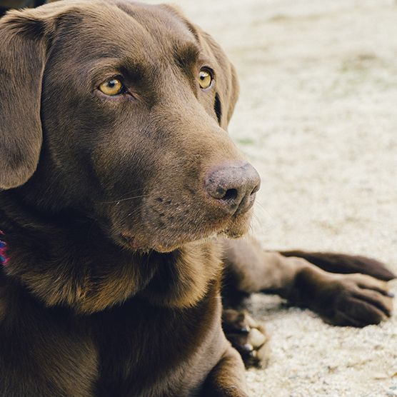 Brown Labrador retriever lying down on a sandy surface, gazing off to the side.