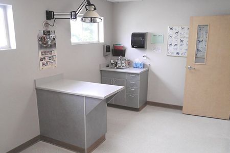 A veterinary exam room with a table, cabinets, artwork on the wall, and a door with a small window.