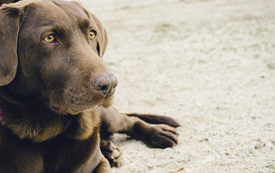 A brown Labrador Retriever lying on sandy ground, looking alert.