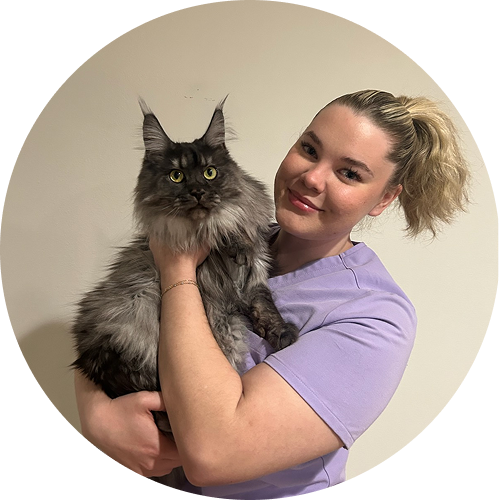 Person smiling while holding a large, fluffy Maine Coon cat with striking yellow eyes.