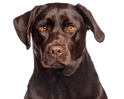 Brown Labrador Retriever with attentive eyes facing forward.