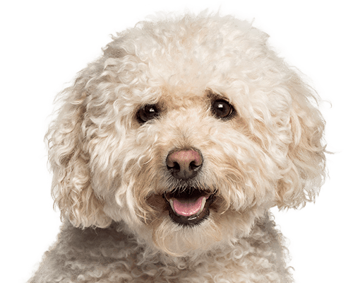 Curly-haired dog with a fluffy white coat, dark eyes, and an open mouth.
