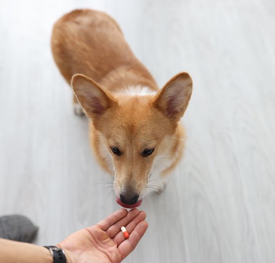A corgi sniffs a hand offering a red and white capsule.
