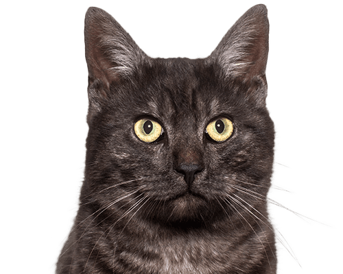 Gray cat with striking yellow eyes, facing forward with alert ears.