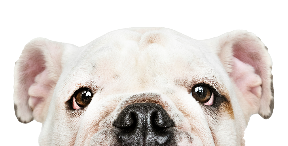 Close-up of a bulldog's face with expressive eyes and floppy ears.