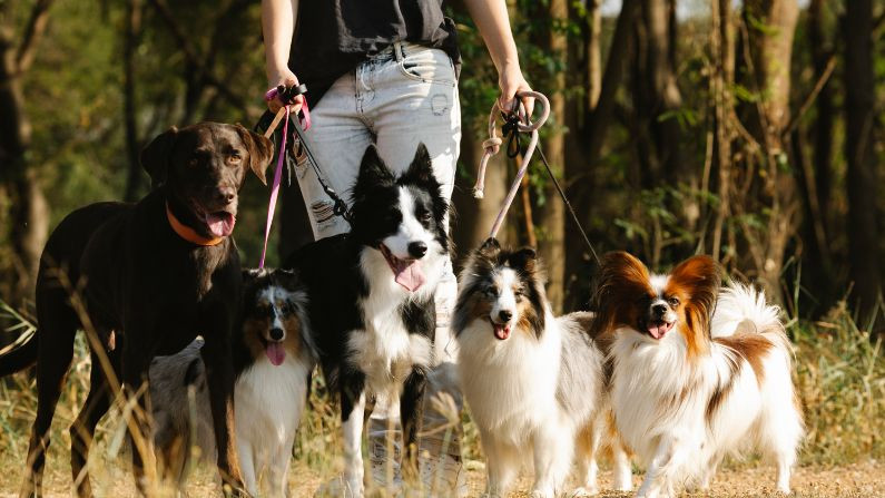 Person walking five leashed dogs on a forest path, with trees in the background.