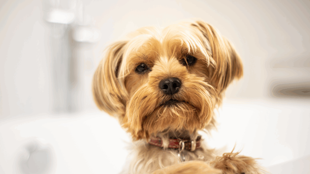 Close-up of a Yorkshire Terrier with a fluffy coat and a red collar, looking directly at the camera.
