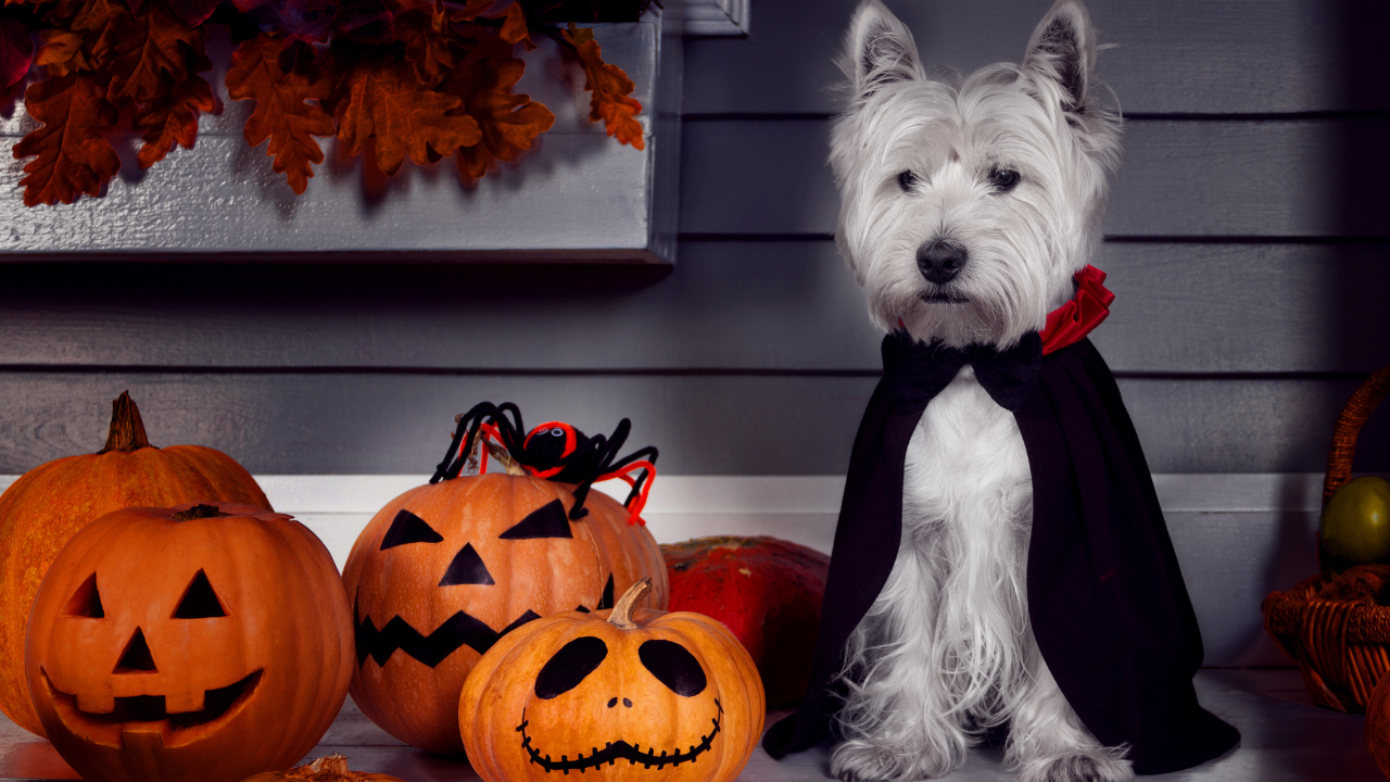 A small white dog in a vampire cape sits next to carved pumpkins and a spider decoration.
