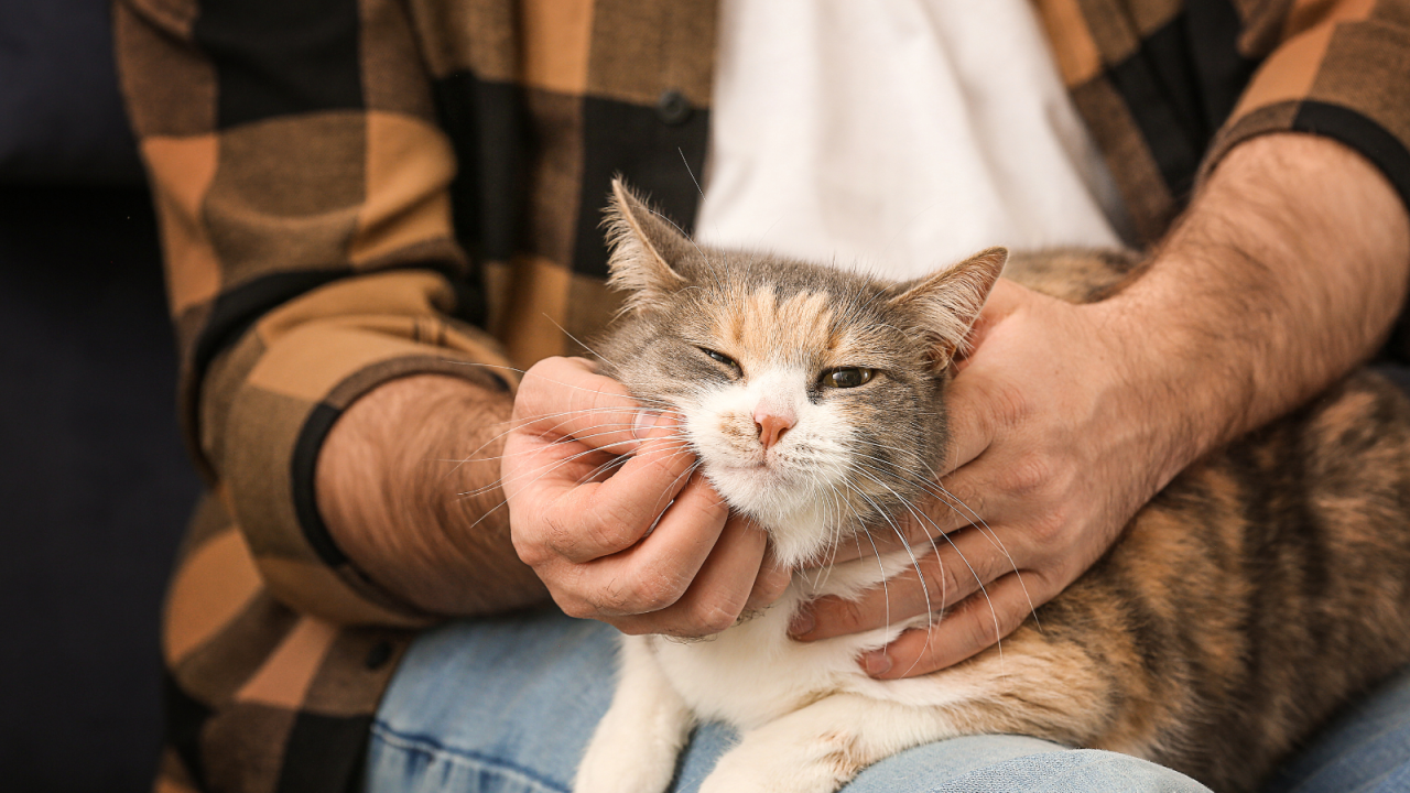A person in a plaid shirt is gently petting a content calico cat on their lap.