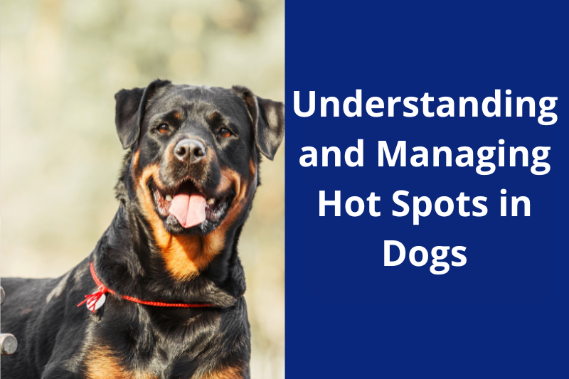 Smiling dog with a red collar next to the text: "Understanding and Managing Hot Spots in Dogs".