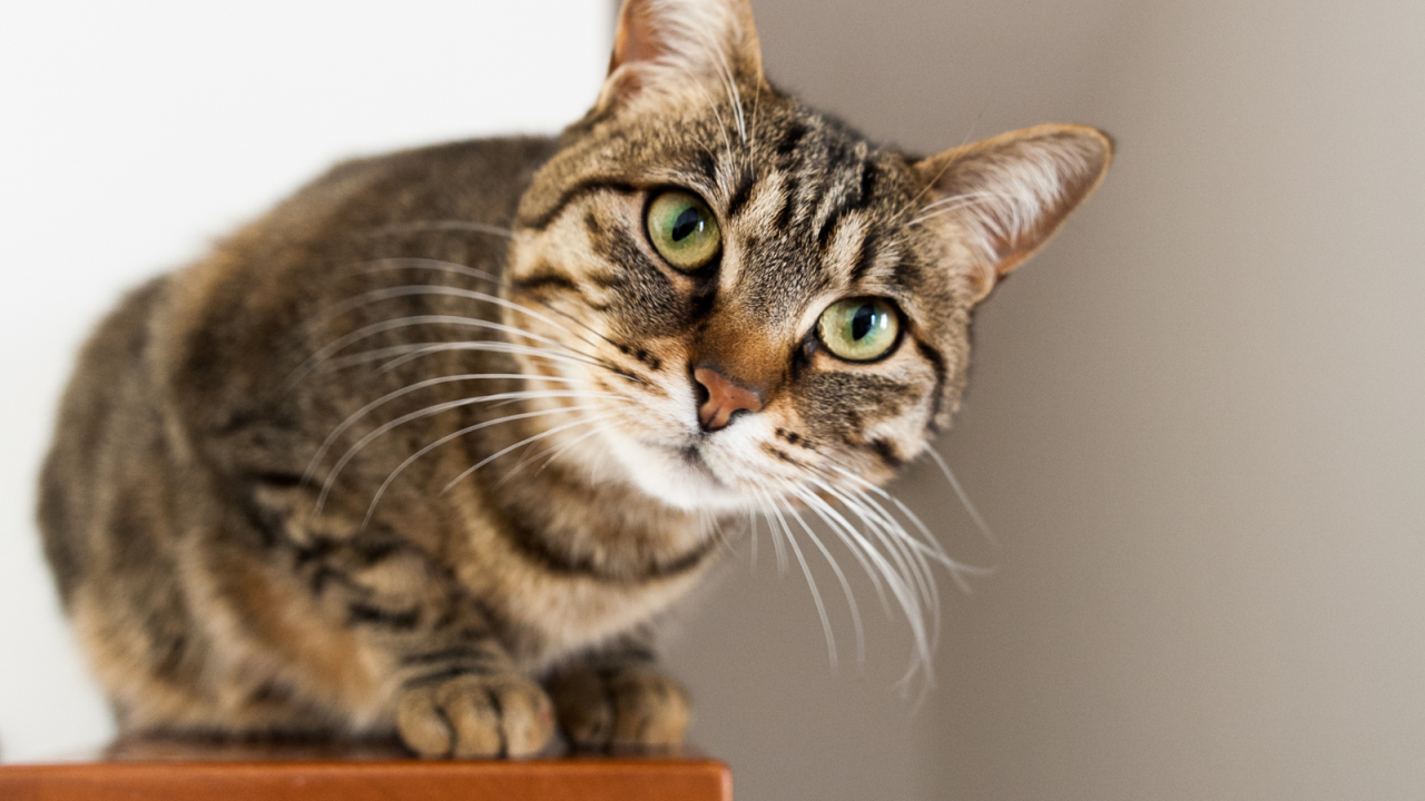 A curious tabby cat with green eyes tilts its head slightly, sitting alertly on a surface.