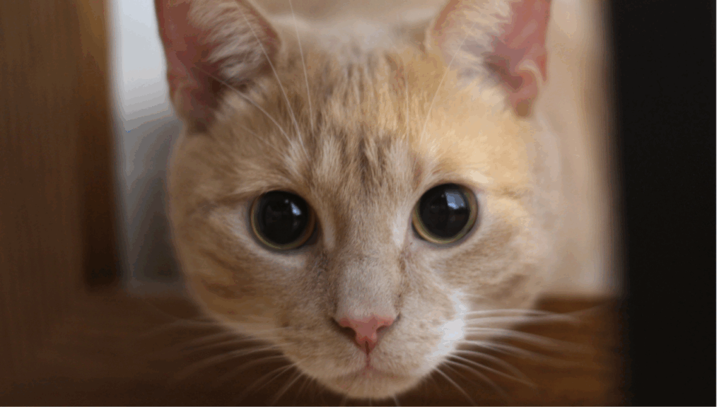 Close-up of an orange tabby cat with wide eyes and pink nose staring intently.