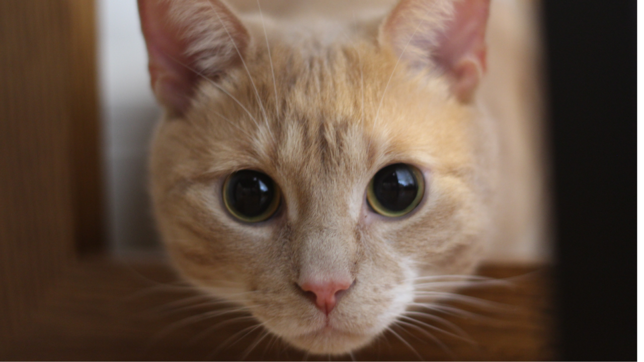 Close-up of an orange tabby cat with wide eyes and pink nose staring intently.