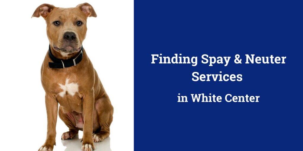 Brown dog with a white chest marking sits next to text about finding spay and neuter services in White Center.
