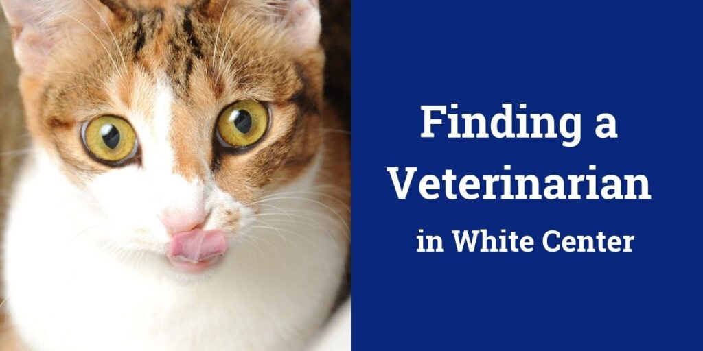 Close-up of a cat licking its nose with text about finding a veterinarian in White Center.