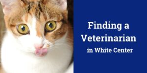 Close-up of a cat licking its nose with text about finding a veterinarian in White Center.