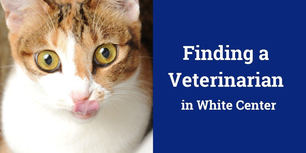 Close-up of a cat licking its nose with text about finding a veterinarian in White Center.