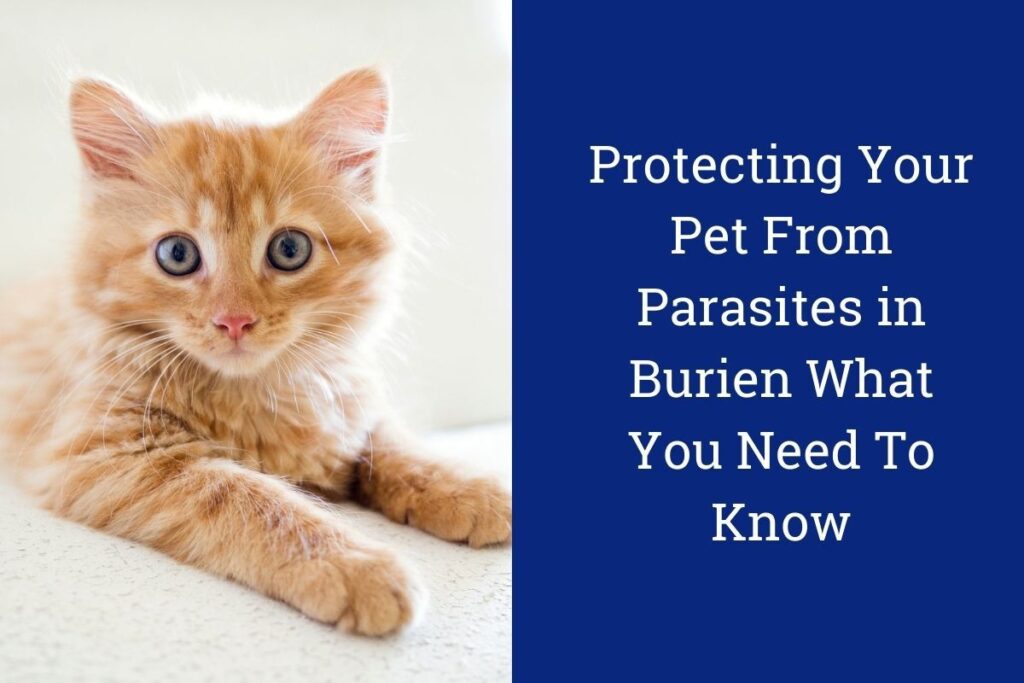 Fluffy orange kitten with blue eyes, next to text about protecting pets from parasites in Burien.