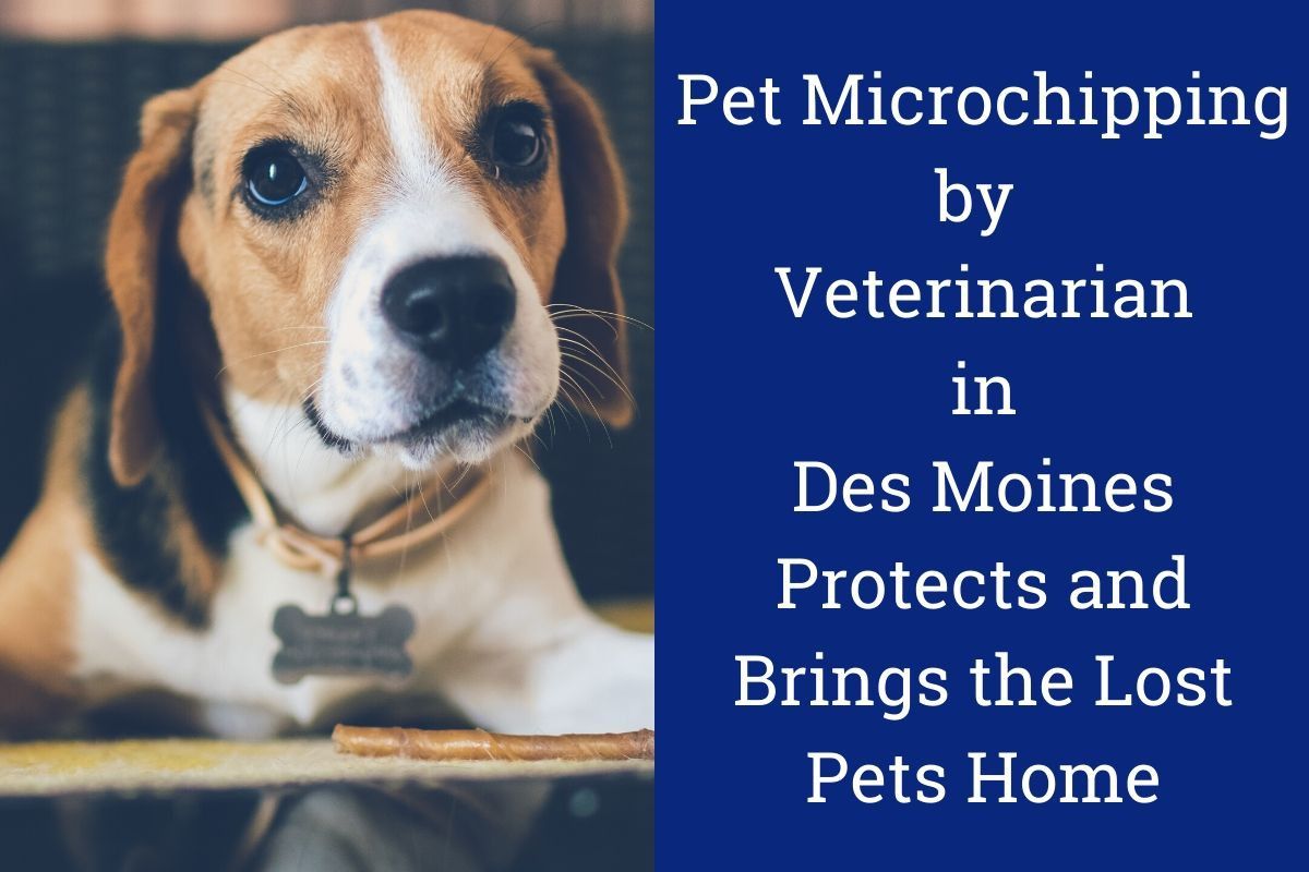 Beagle wearing a collar looks directly ahead, next to text about pet microchipping in Des Moines.