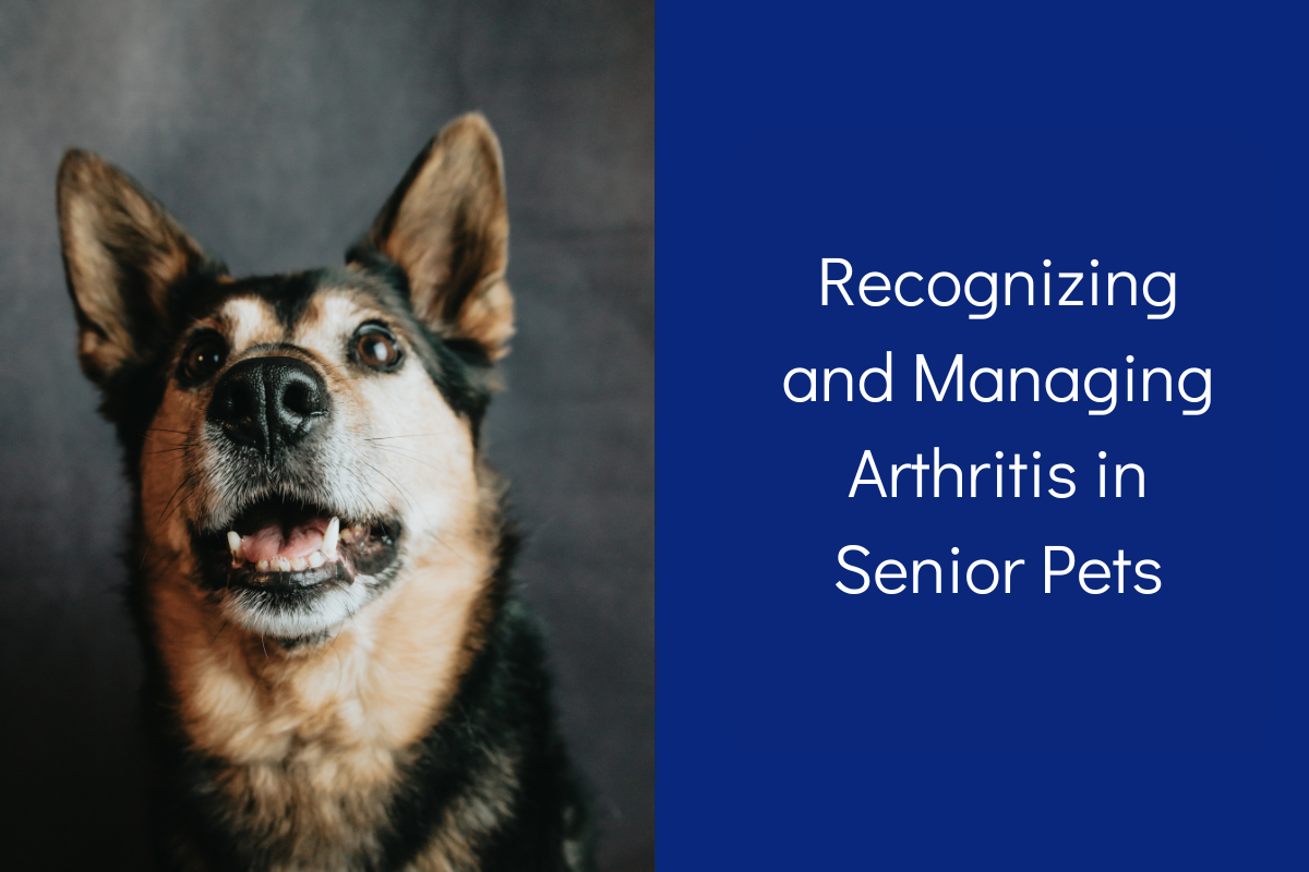 Close-up of a dog looking upwards, with text about recognizing arthritis in senior pets.
