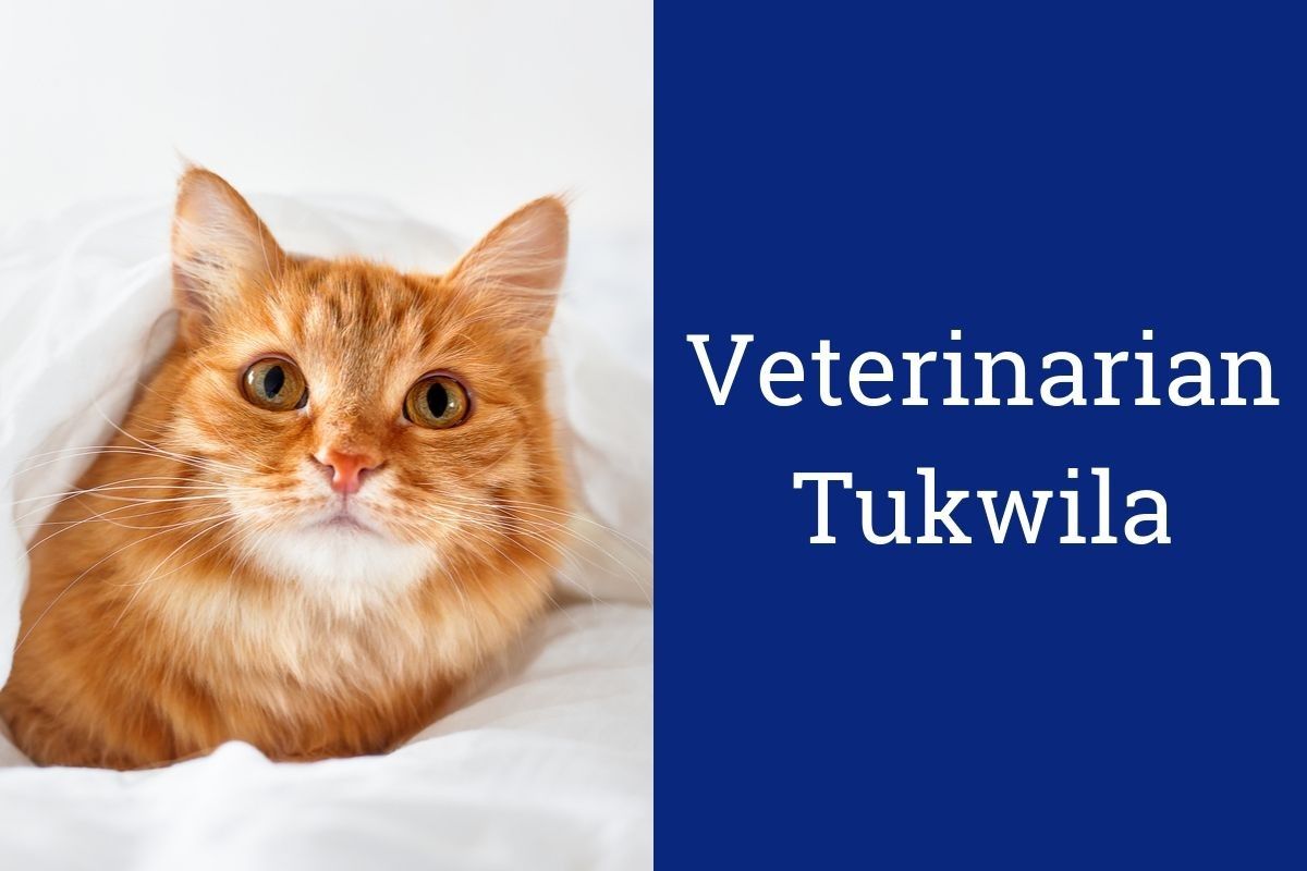 Orange cat peeking out from a white blanket next to text saying "Veterinarian Tukwila."
