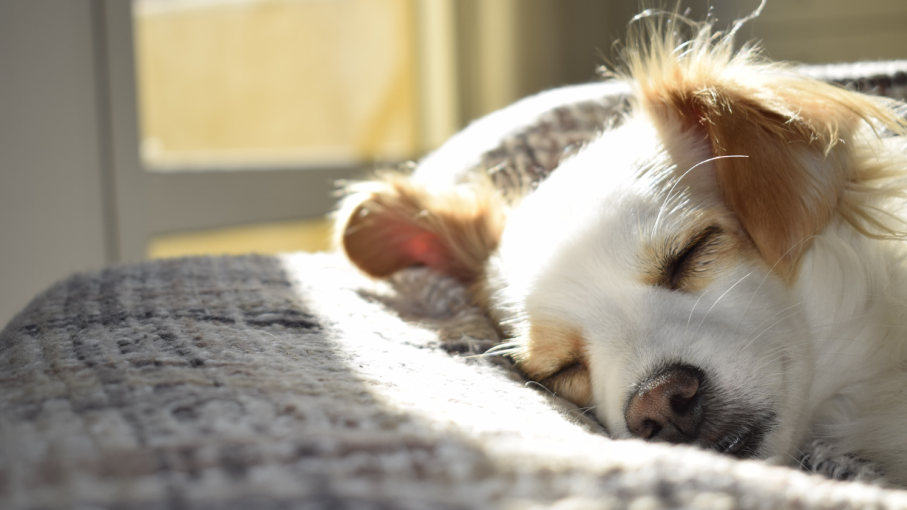 A small dog with white and tan fur peacefully sleeping on a soft blanket in warm sunlight.