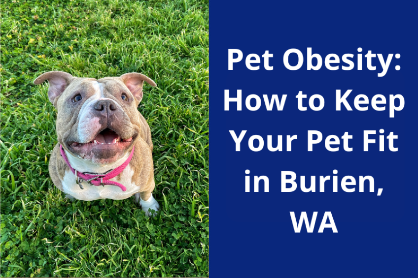 A happy dog wearing a pink harness sits on green grass, next to text about pet obesity and fitness in Burien, WA.