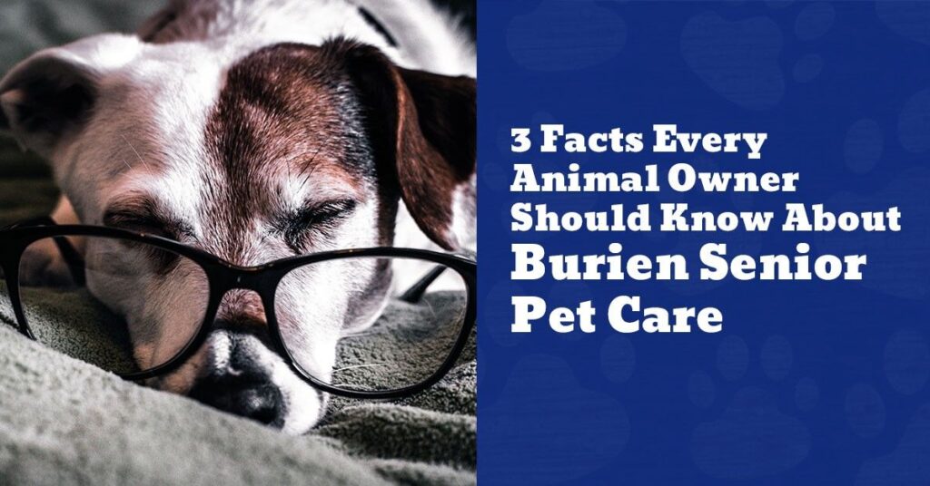 A sleepy dog with glasses rests on a blanket. Text beside reads, "3 Facts Every Animal Owner Should Know About Burien Senior Pet Care."
