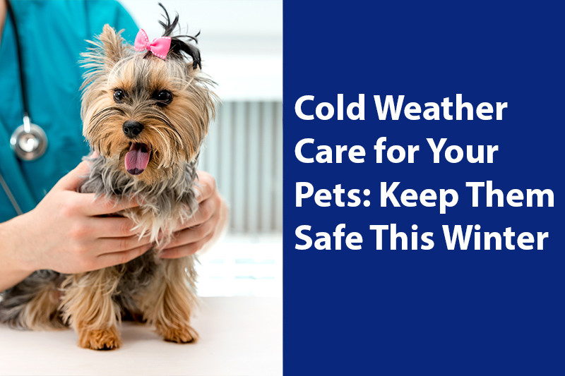 A small dog with a pink bow being held by a person in a blue outfit, next to text about cold weather pet care.